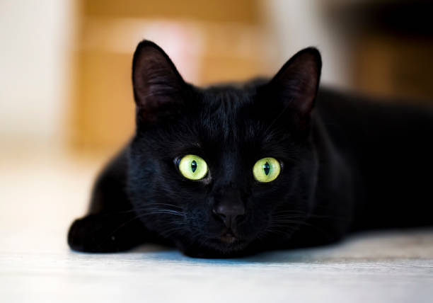 istock Pet animal; cute cat 1053379958