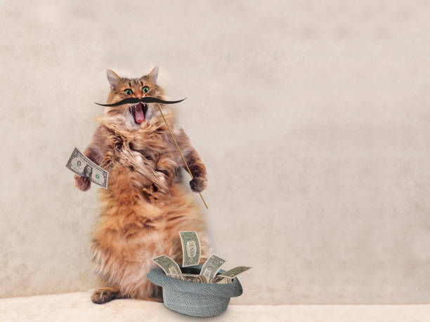 zabawny kot z fałszywymi wąsami. koncepcja movember. - money cat zdjęcia i obrazy z banku zdjęć