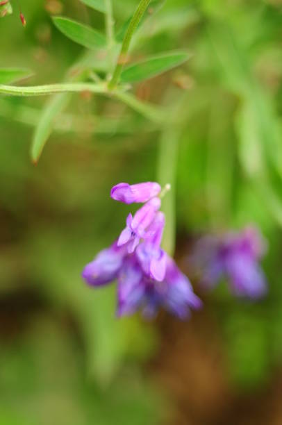 istock Purple beautiful flowers 1053380152