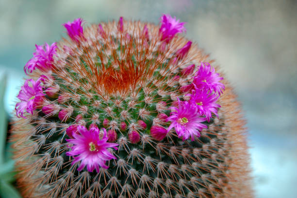 hermosa floración de cactus del desierto salvaje - cactus blooming southwest usa flower head fotografías e imágenes de stock