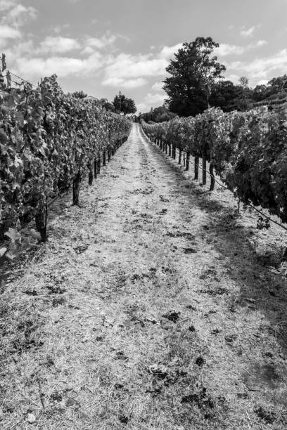 istock Vineyards at Sonoma valley 1053380472