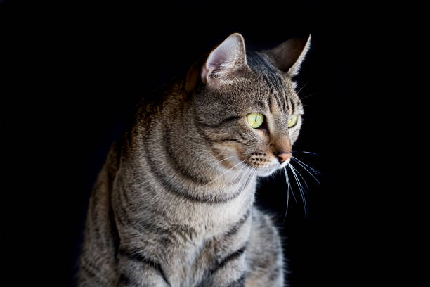 istock Pet animal; cute cat 1053380504