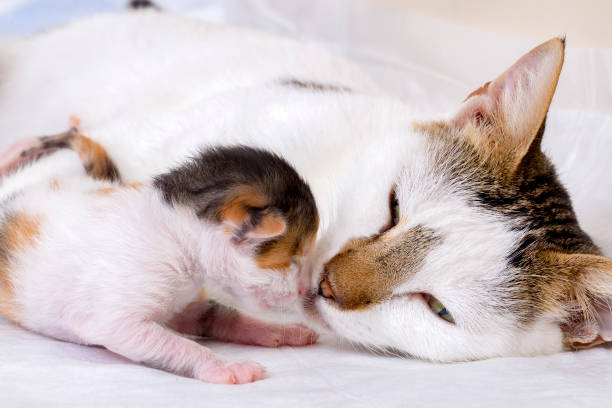 istock Pet animal; cute cat 1053381714