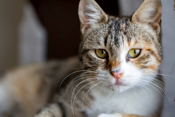 istock Pet animal; cute cat 1053382298