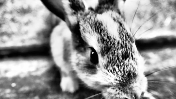 istock Little sweet bunny 1053382330