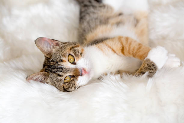 istock Pet animal; cute cat 1053382460