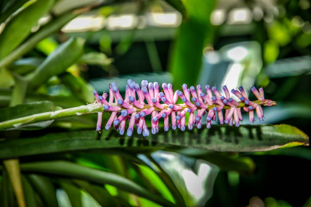 giardino orchidea con speciale colorato - dendrobium tropical flower front view plant foto e immagini stock
