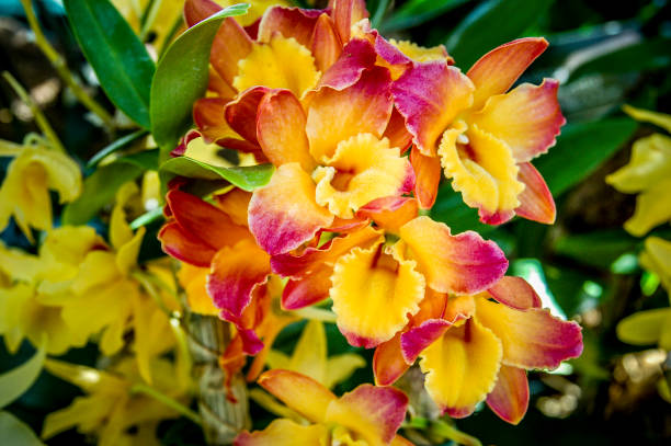 Orchid Garden with special colourful Orchid Garden with special colourful in the show of world of plants spring bud selective focus outdoors stock pictures, royalty-free photos & images