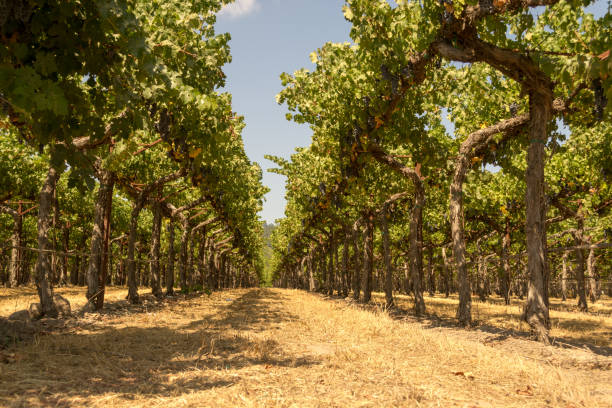 istock Vineyards at Sonoma valley 1053382726