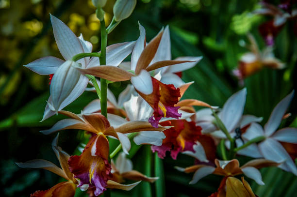 giardino orchidea con speciale colorato - dendrobium tropical flower front view plant foto e immagini stock