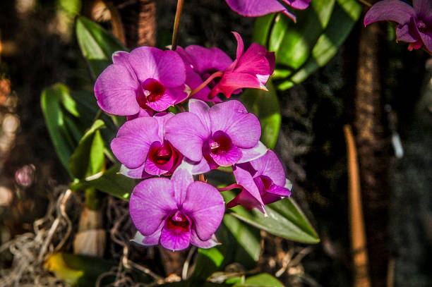 giardino orchidea con speciale colorato - dendrobium tropical flower front view plant foto e immagini stock