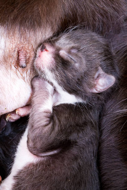 istock Pet animal; cute cat 1053383016