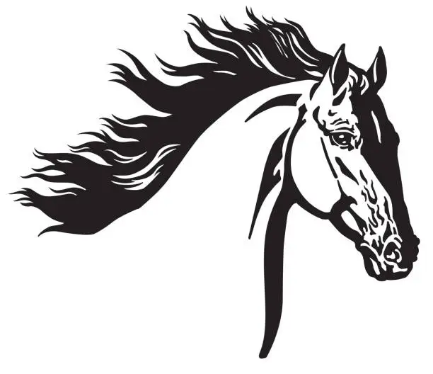 Vector illustration of head of wild horse