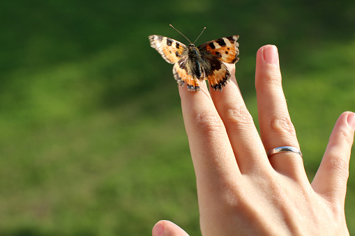 red butterfly sitting on a womans hand