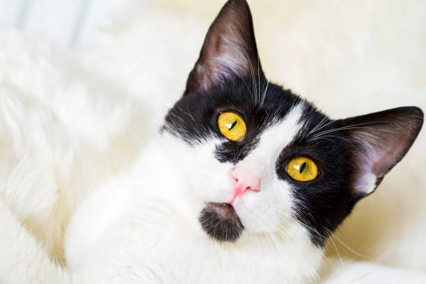 istock Pet animal; cute cat 1053385006