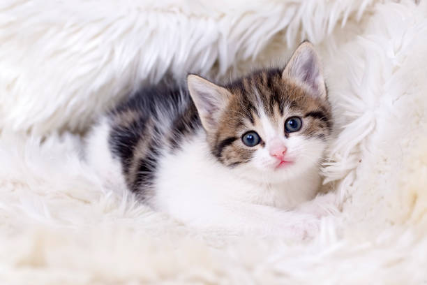 istock Pet animal; cute cat 1053385122