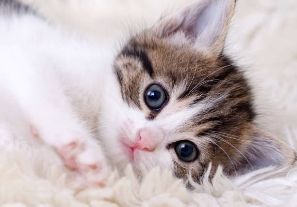 istock Pet animal; cute cat 1053385220