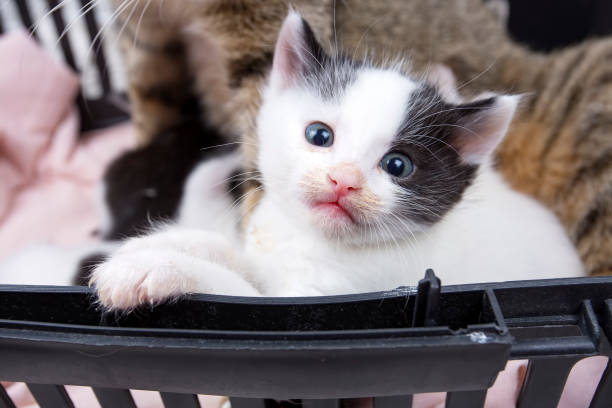 istock Pet animal; cute cat 1053386750