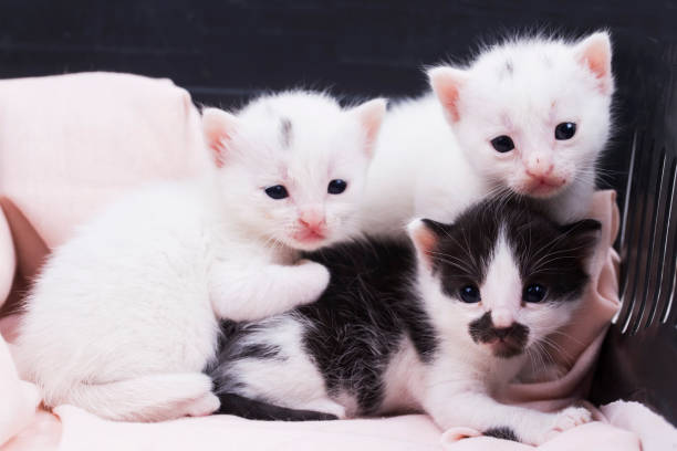 istock Pet animal; cute cat 1053386858