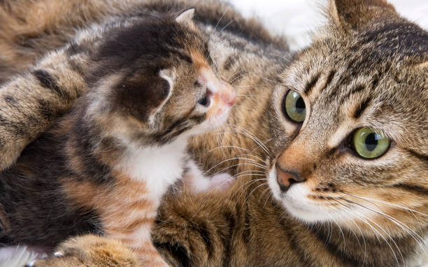 istock Pet animal; cute cat 1053387010