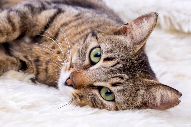 istock Pet animal; cute cat 1053387172