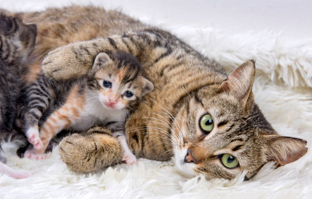istock Pet animal; cute cat 1053387292