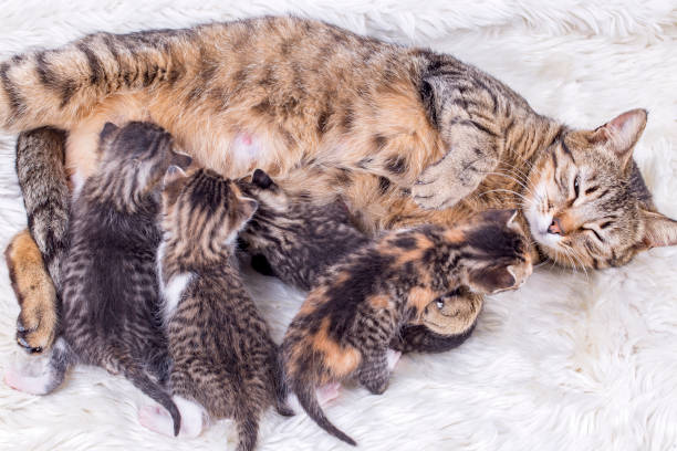istock Pet animal; cute cat 1053387458