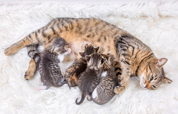istock Pet animal; cute cat 1053387608