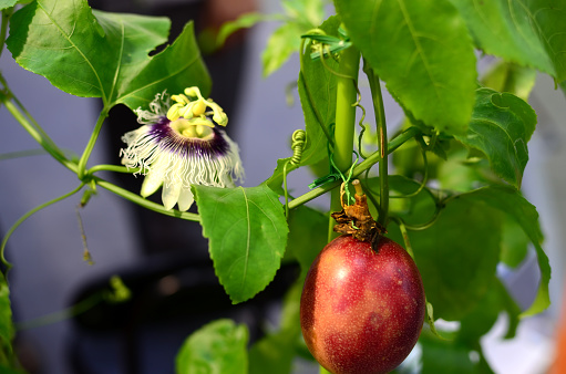 Passion flower and passion fruit