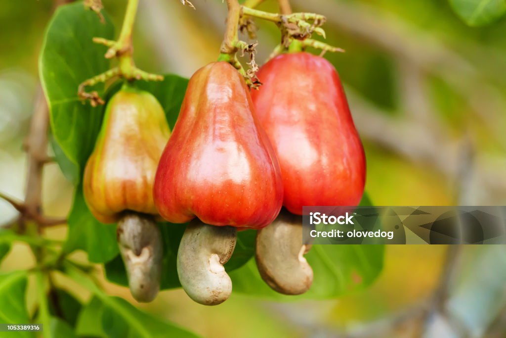 Cashew nut fruits Cashew nut fruits growing on tree Cashew Stock Photo