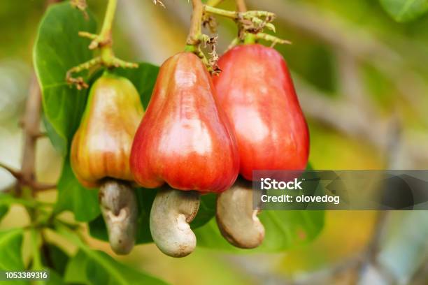 Cashew Nut Fruits Stock Photo - Download Image Now - Cashew, Fruit, Apple - Fruit