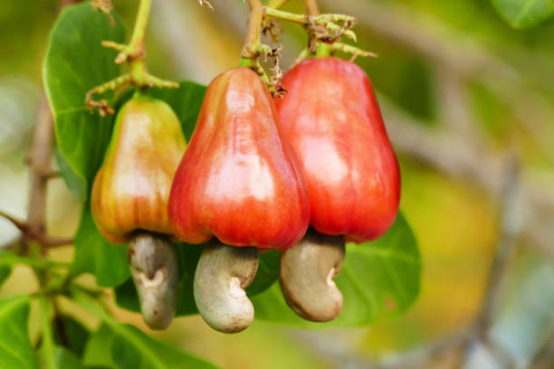 frutos de castanha de caju - caroço da maçã - fotografias e filmes do acervo