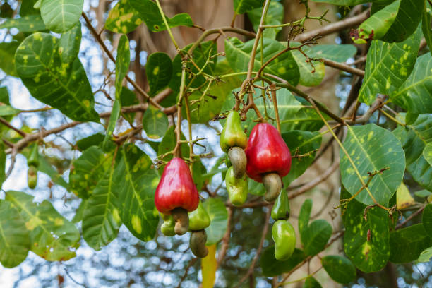 istock Cashew nut fruits 1053389318
