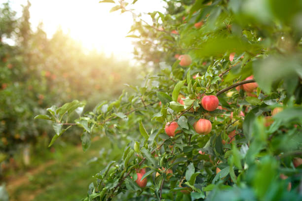 Apple orchard in sunset. Natural fresh apples in orchard. Ripe apples harvest. apple orchard photos stock pictures, royalty-free photos & images