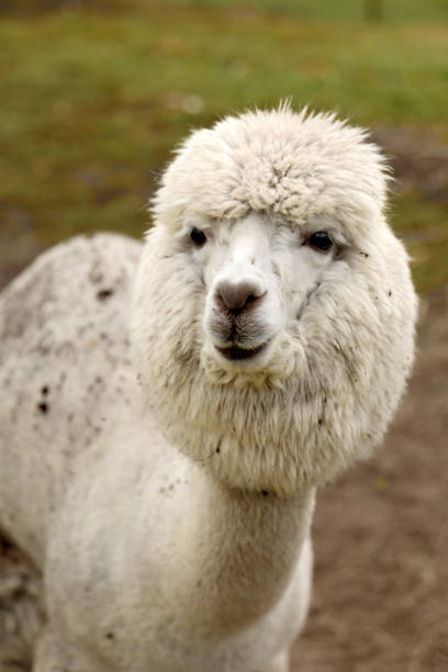 istock Portrait of a white llama 1053392526
