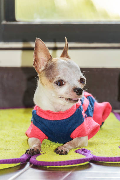 istock Small female chihuahua dog resting 1053392940