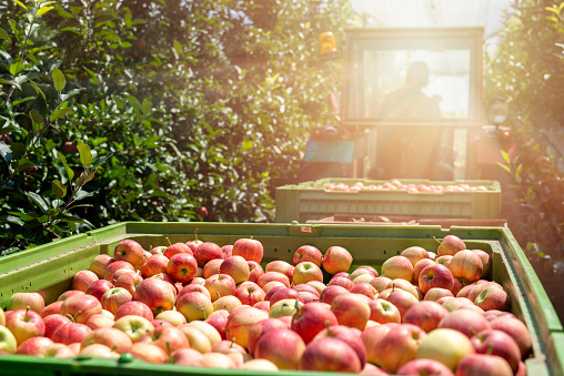 Tractor pulling wagons full of fresh organic apples in an orchard. Apple harvesting season.