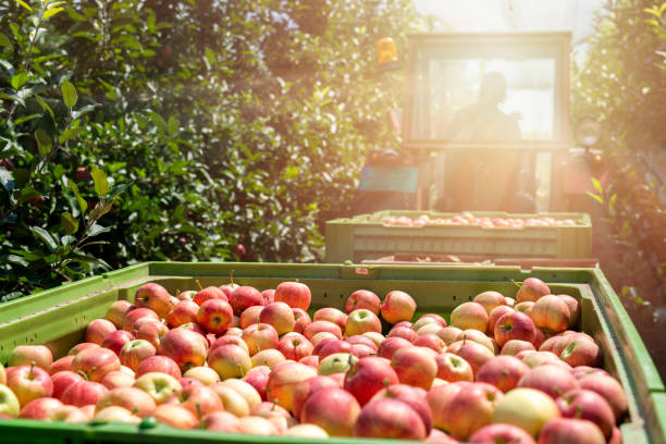 сезонный сбор яблочных фруктов. - apple orchard фотографии стоковые фото и изображения