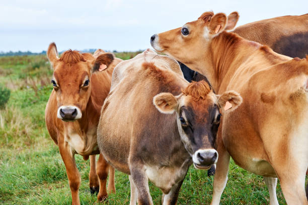 Крупным планом Браун Корова или телка