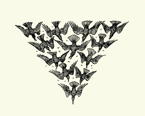 Vintage engraving of Murder of Crows design element, 19th Century