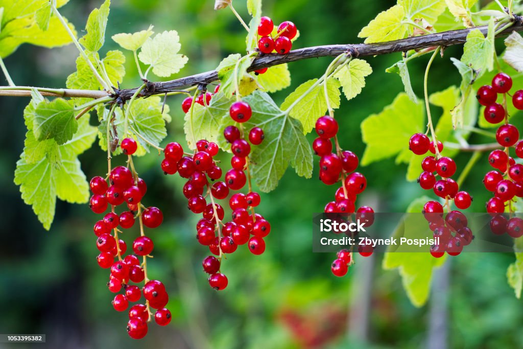 Bunches of ripe red currant berries on a branch. Currants before harvest in a garden. Currant Stock Photo