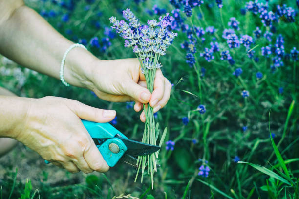 istock Woman cuts a lavender bouquet with garden scissors. 1053395560