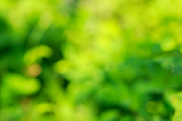 istock Defocused vibrant green plants leaves 1053395924