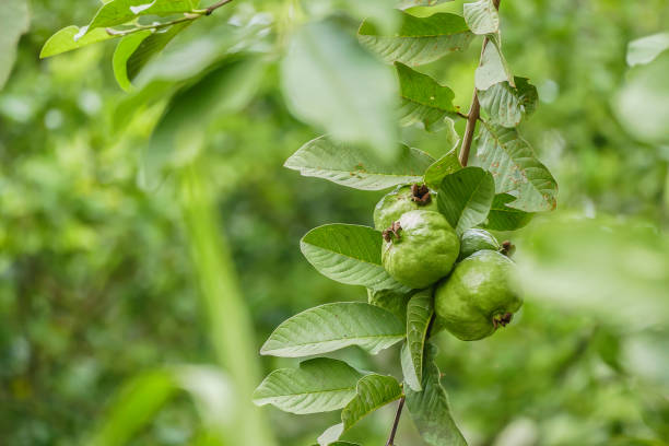 istock Green guava fruits 1053396114
