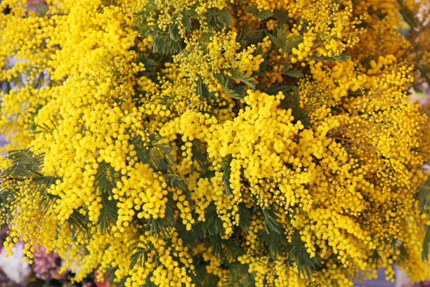 Mimosas Fresh Yellow Mimosa Flowers Bouquet in Bloom wattle flower stock pictures, royalty-free photos & images