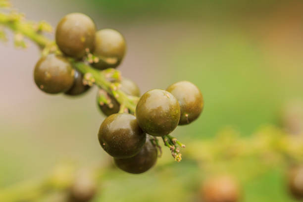 istock Dracaena loureiri Gagnep Seed 1053397802