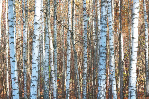 istock Beautiful birch in autumn in birch grove 1053398000