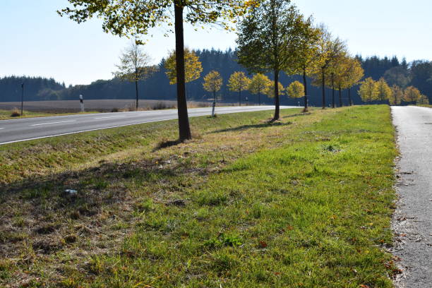 istock wide avenue in autumn, Eifel region 1053398614