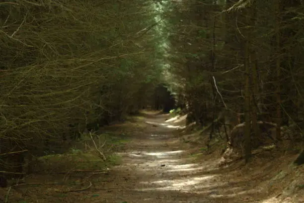 A shot of the dark path through Dalby Forest