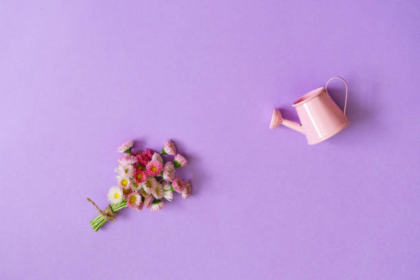 istock Summer creative composition in minimal style. White and pink Marguerite daisy flowers bouquet and small watering can on light lilac background. Gardening concept, top view, flat lay, copy space 1053401672